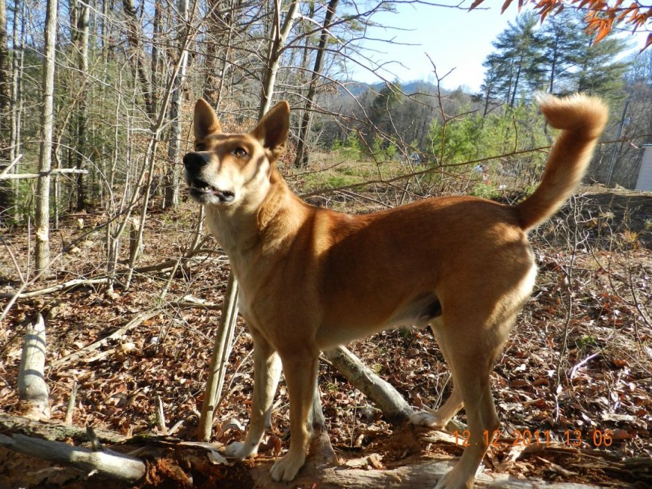 Каролинская собака