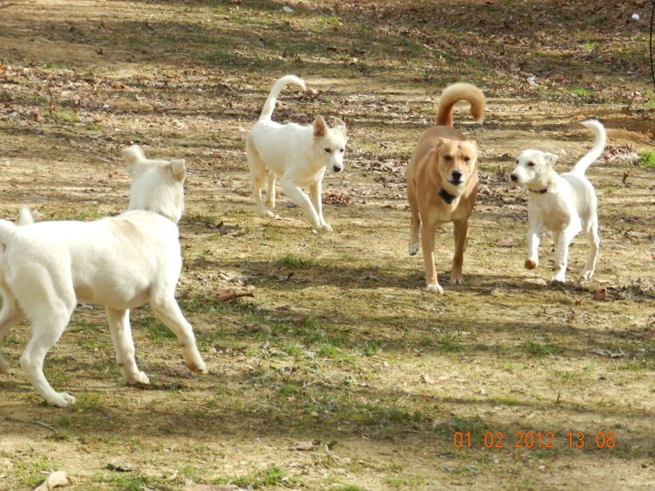 Американский Динго собака порода