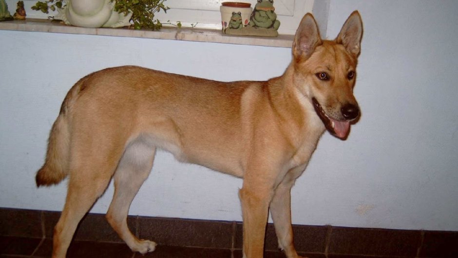 Австралийская собака Динго