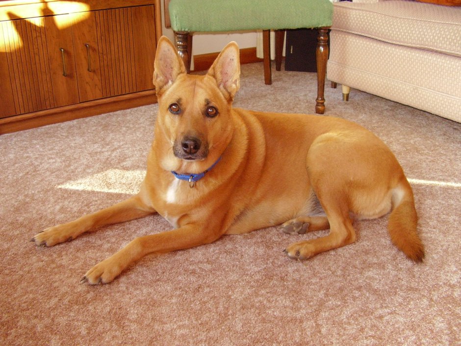 Австралийский Динго рыжая