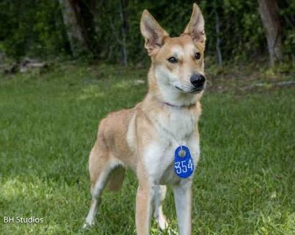 Овчарка короткошерстная Динго