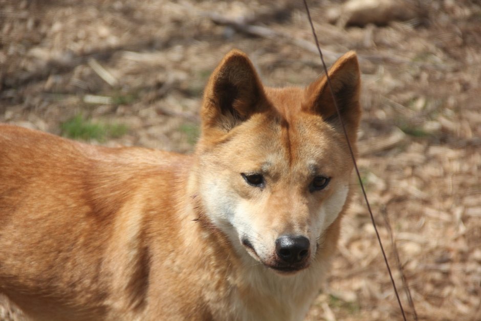 Ханаанская овчарка