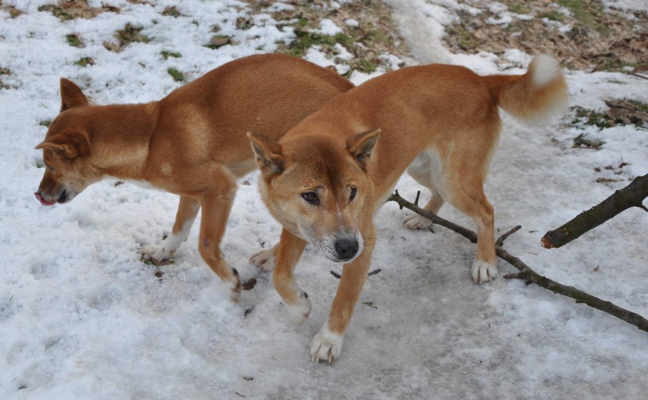 Порода собак овчарка малинуа
