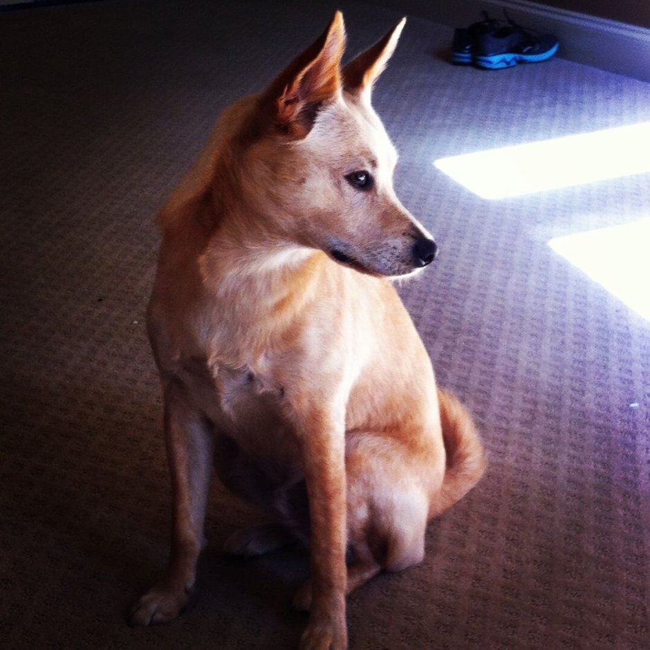 Дикая собака Динго порода