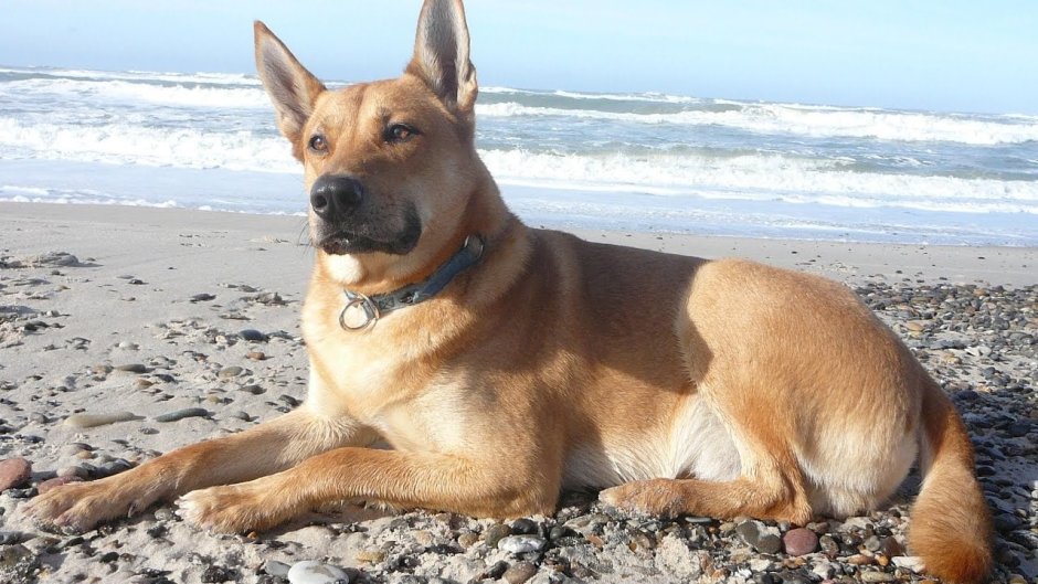 Каролинская собака американский Динго