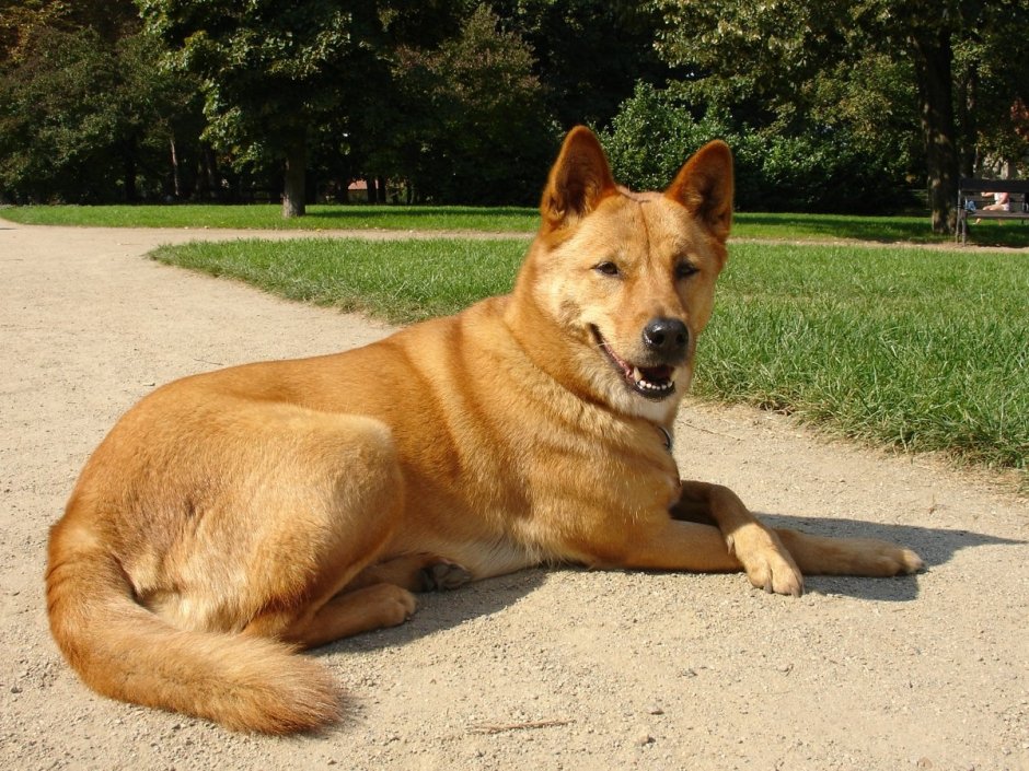 Каролинская овчарка