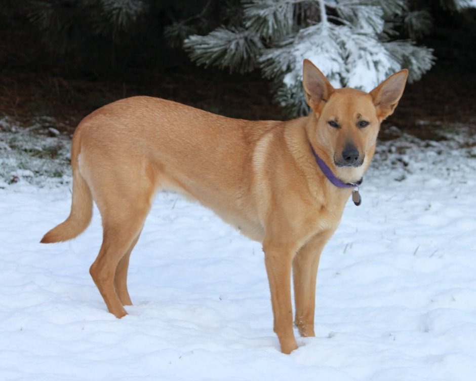 Каролина дог