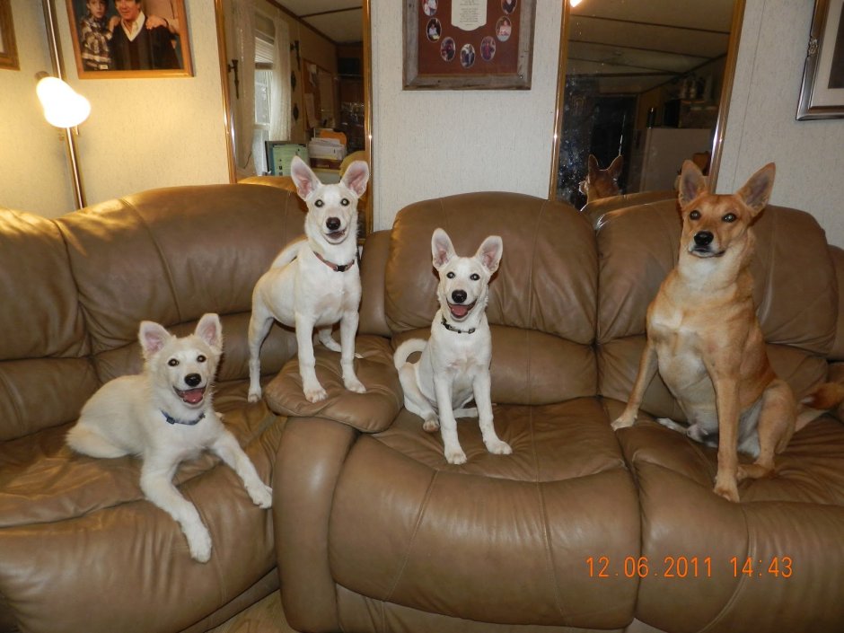 Каролинская собака