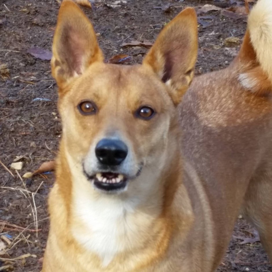 Каролинская овчарка