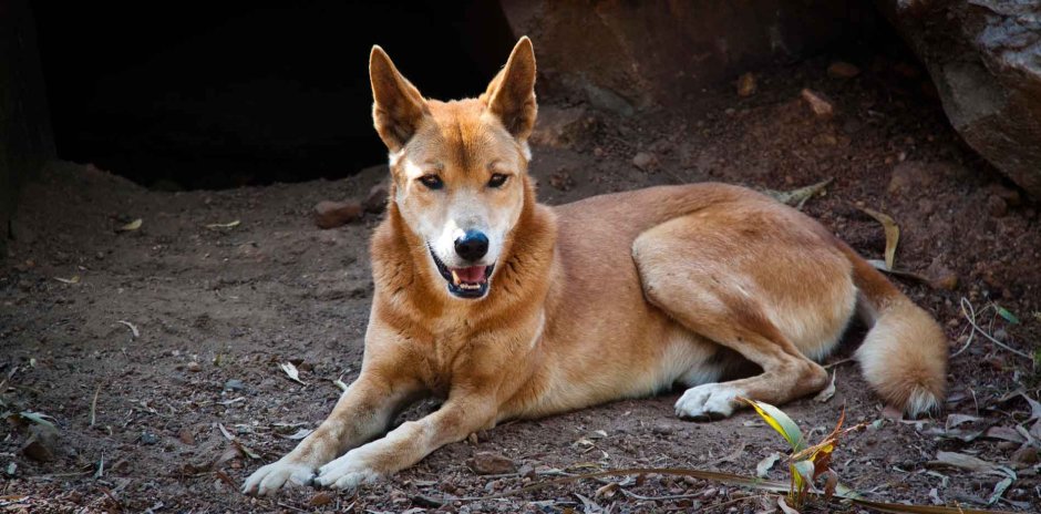 Каролинская Динго