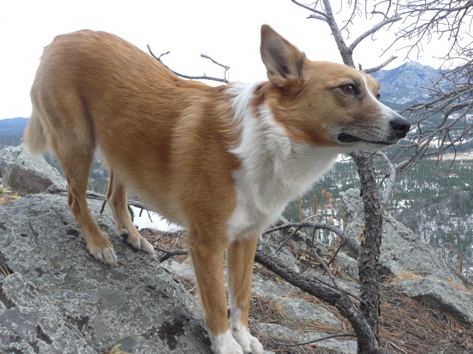 Дикая собака Динго в Австралии