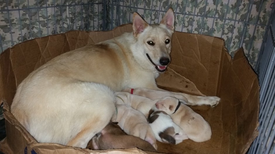 Остров Фрейзер собаки Динго