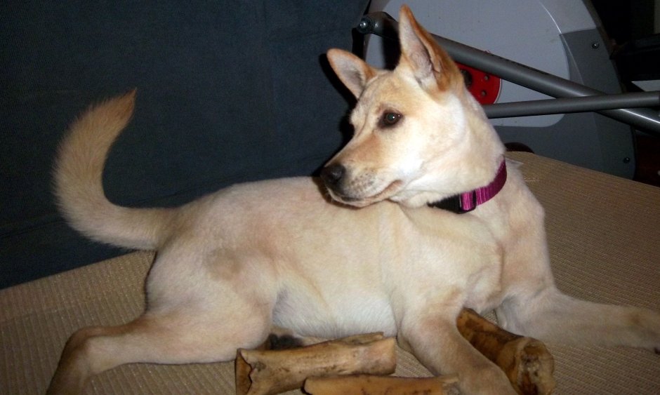 Дикие собаки в лесу Подмосковья