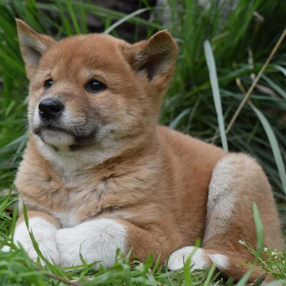 Американский Динго собака