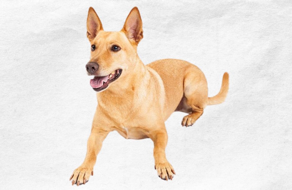 Собаки парии дворняжки