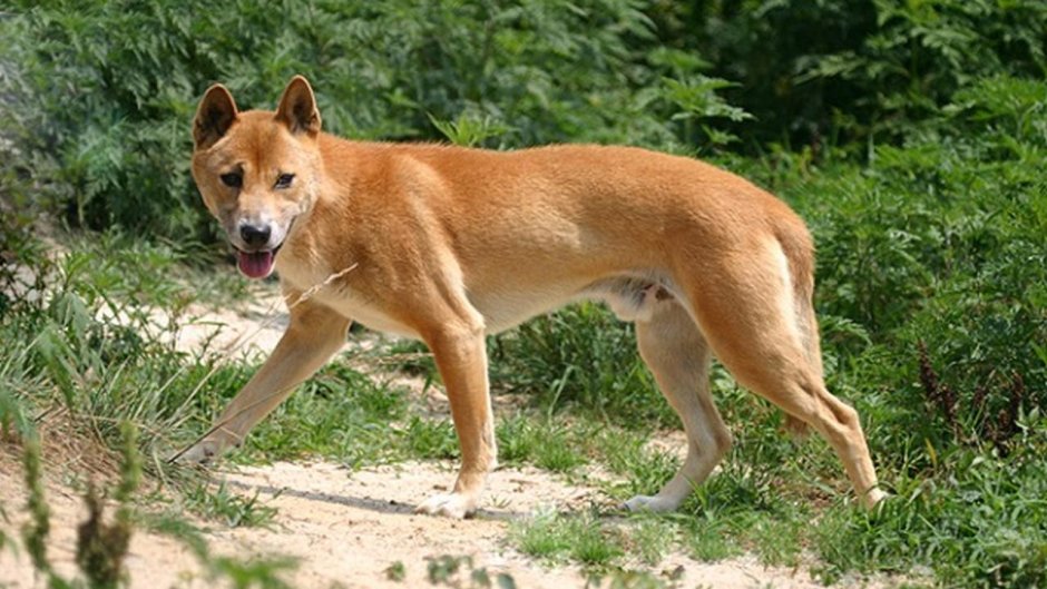 Каролинская Динго