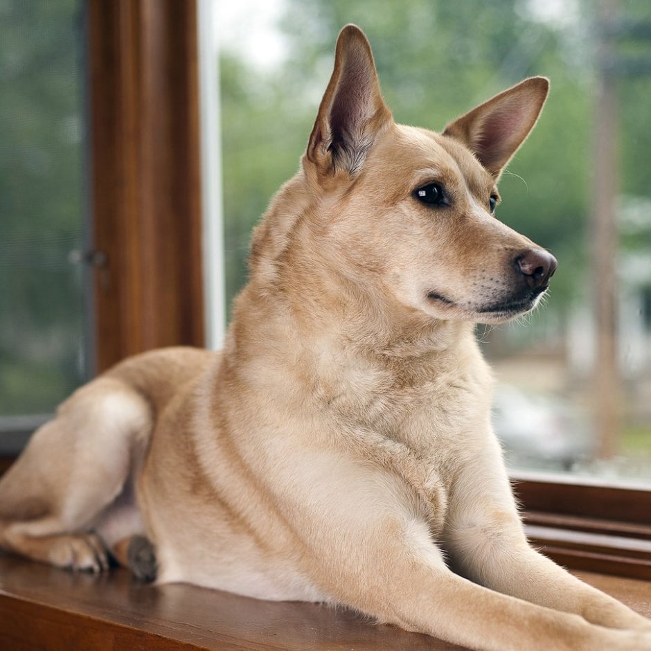 Каролинская собака Carolina Dog