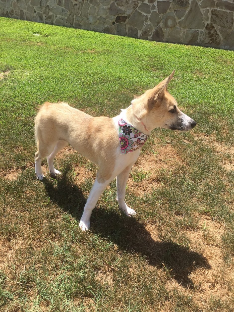 Собака Динго