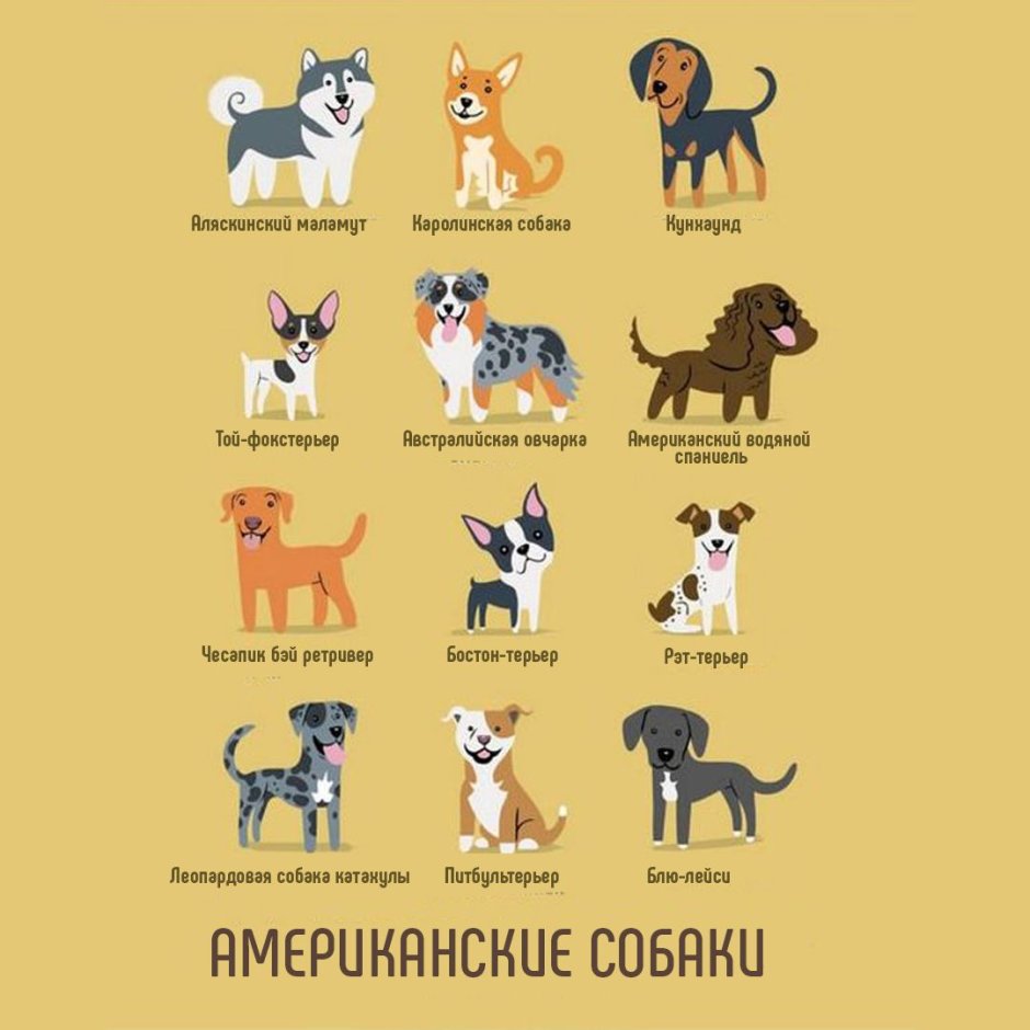 Новогвинейская собака