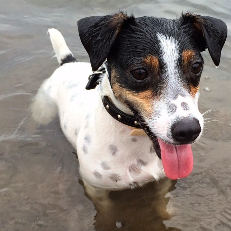 Леопардовая такса