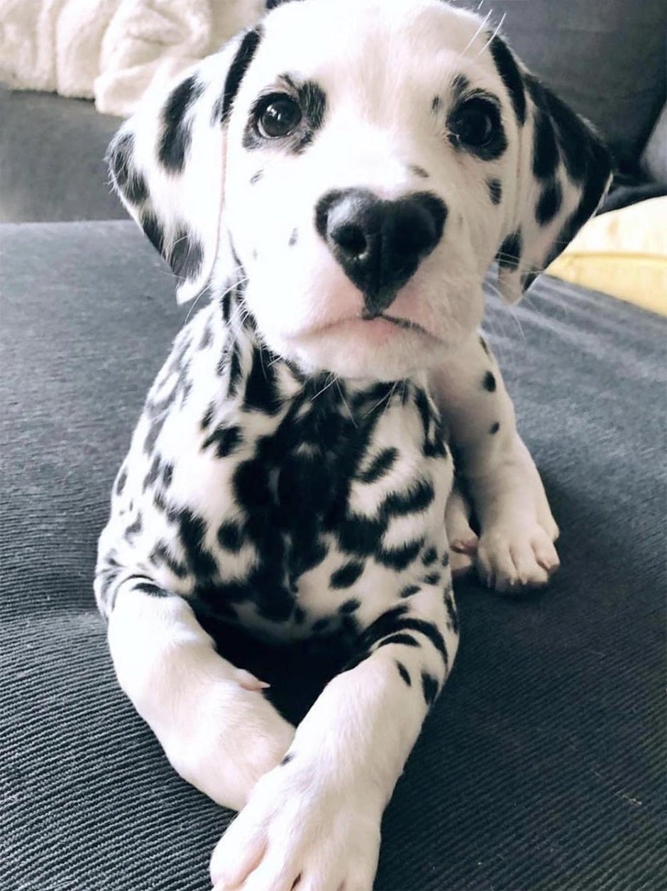 Милые щенки далматинца