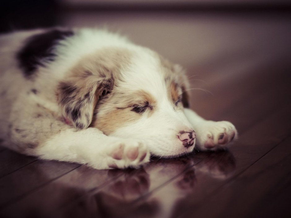 Голубой Мерле бульдог