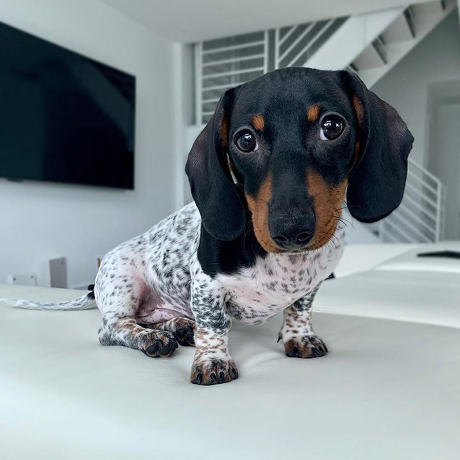 Кроличья такса пятнистая