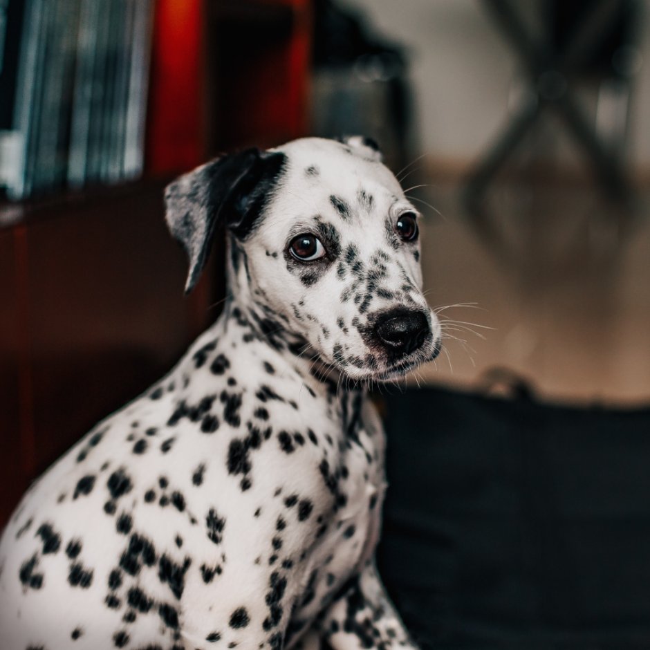 Собака далматинец