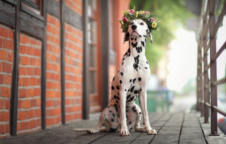 Далматинец щенок