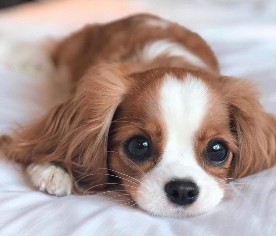 Порода собак Далматин