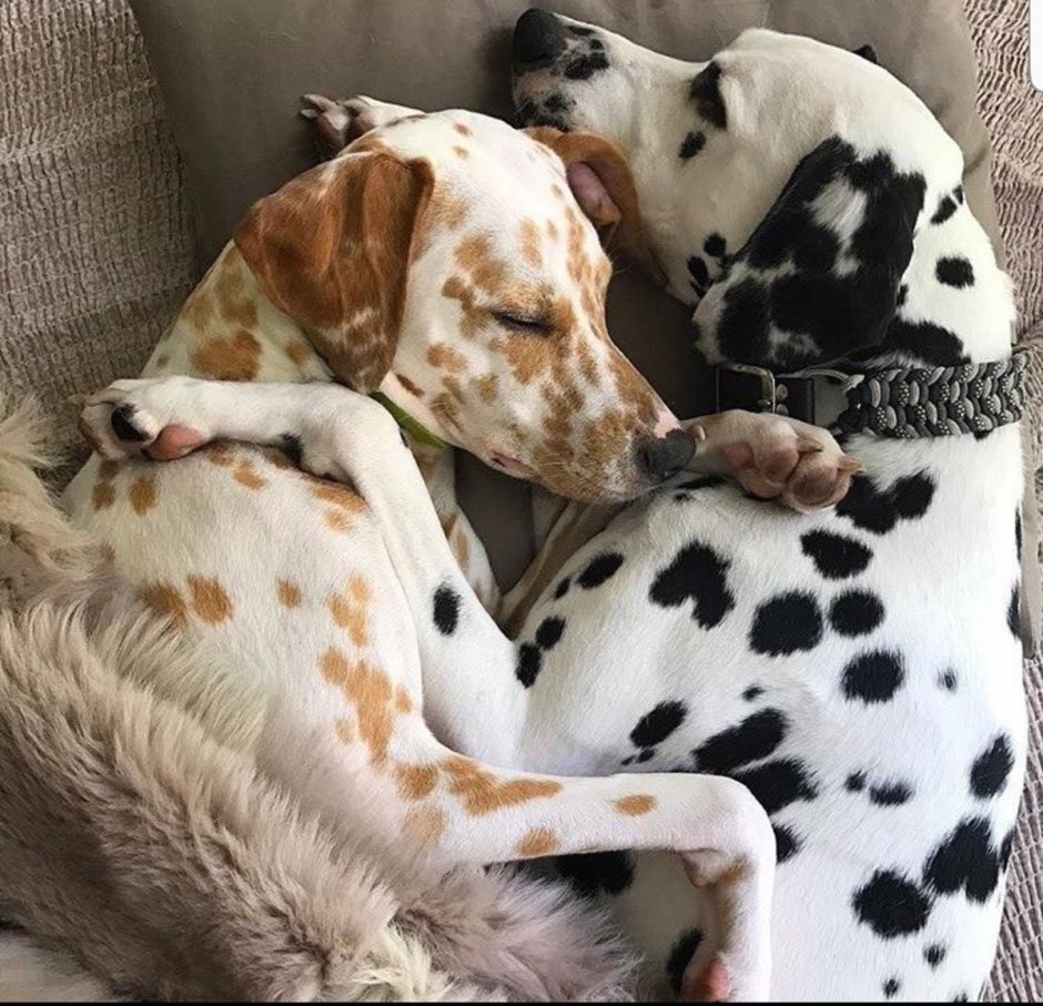 Далматин, щенок