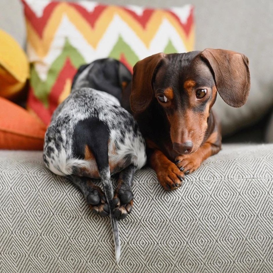 Австралийская овчарка аусси щенок
