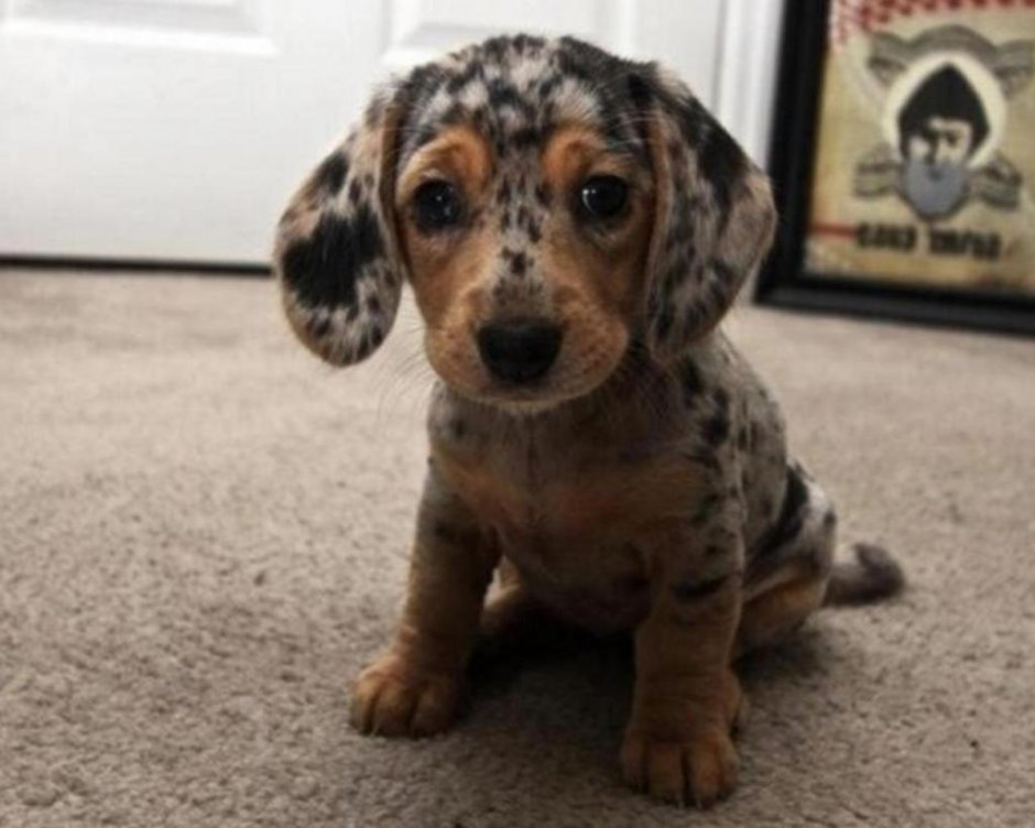 Кроличья такса пятнистая