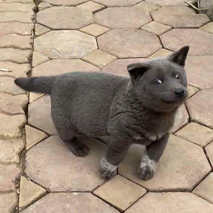 Котопес породы хмонг