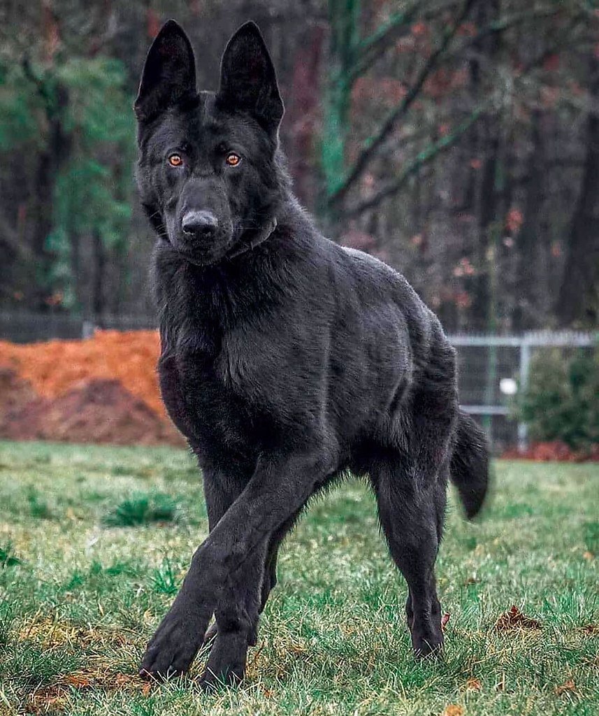 Собака Динго