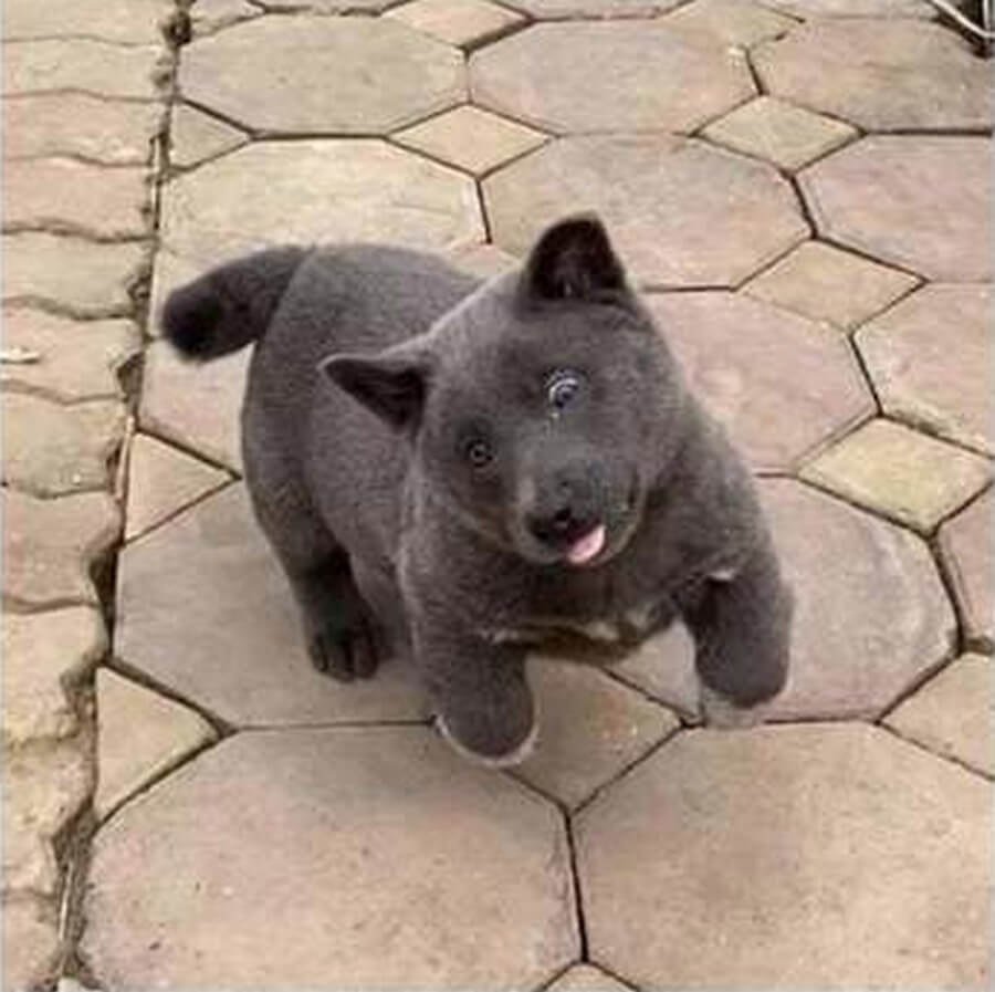 Порода вьетнамский хмонг