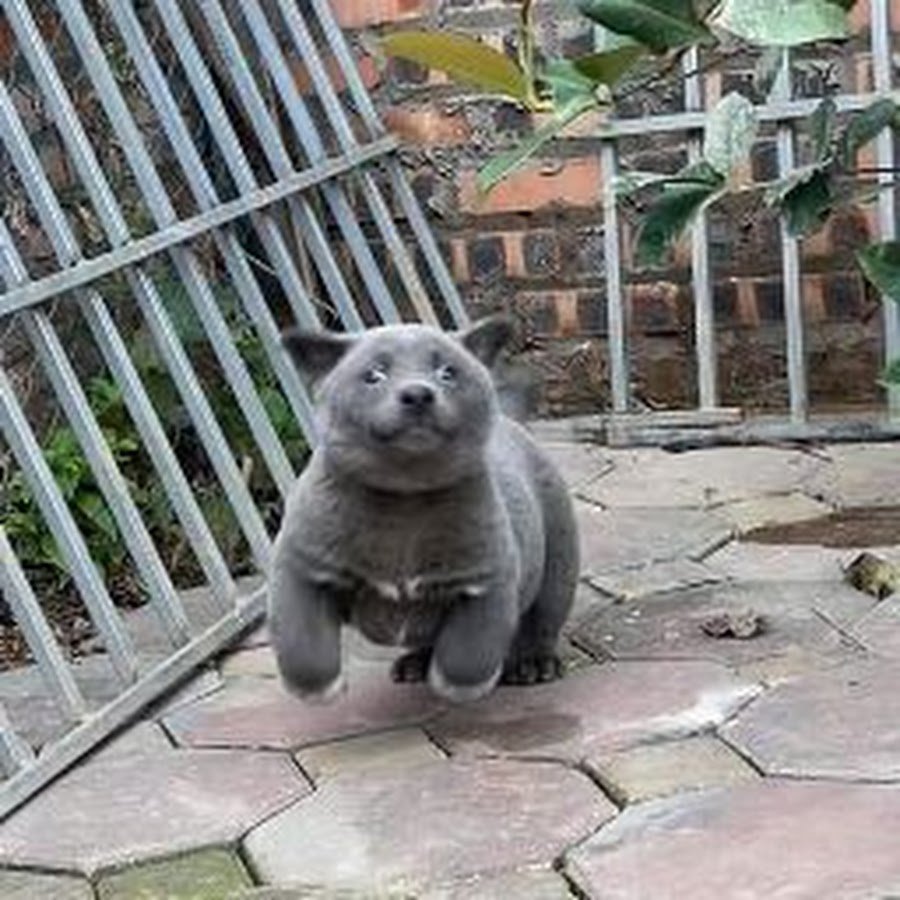 Тайская собака бангкэв