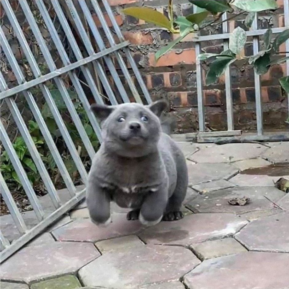 Порода хмонг