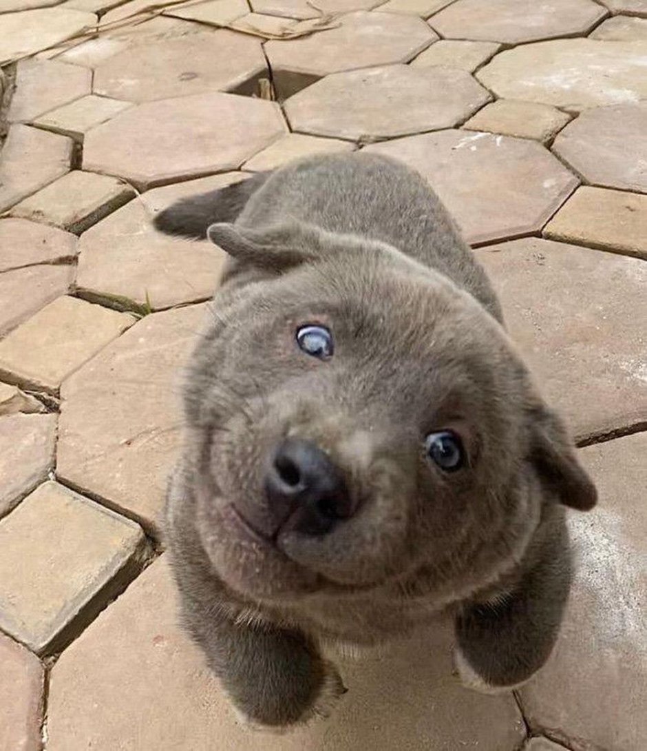 Вьетнамская порода собак хмонг