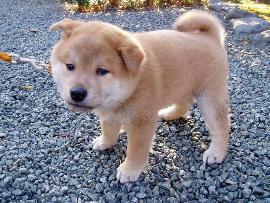 Хмонг порода собак