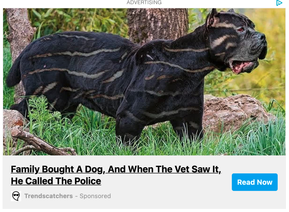 Куцехвостый хмонг