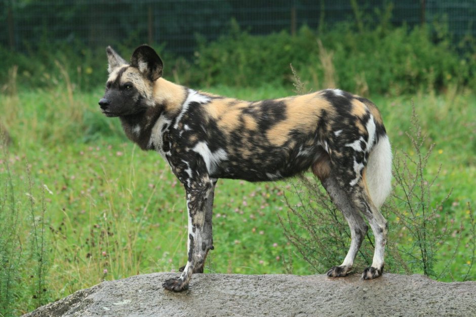 Собака похожая на Путина