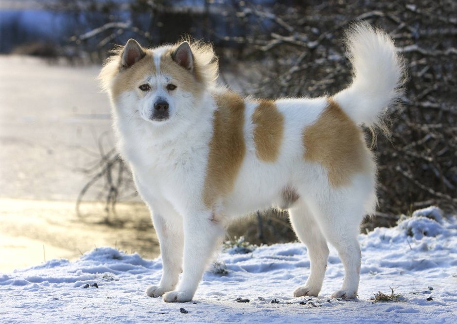 Тайский банкев собака