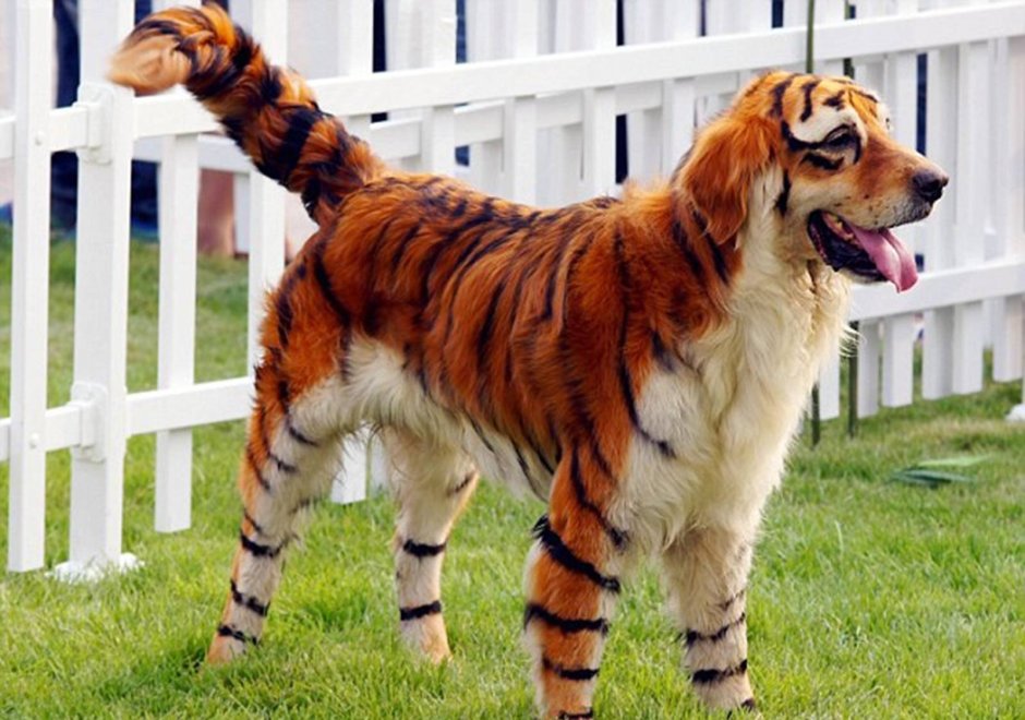 Собака Котопес порода куцехвостый хмонг