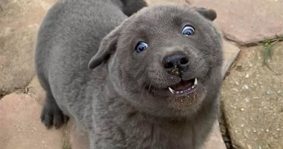 Бергамская овчарка Бергамаско