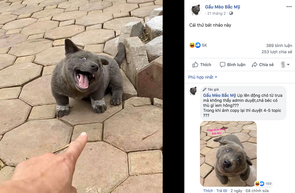 Порода куцехвостый хмонг