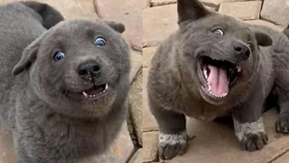 Котопес собака хмонг