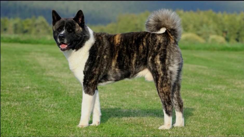 Хмонг собака рыжий