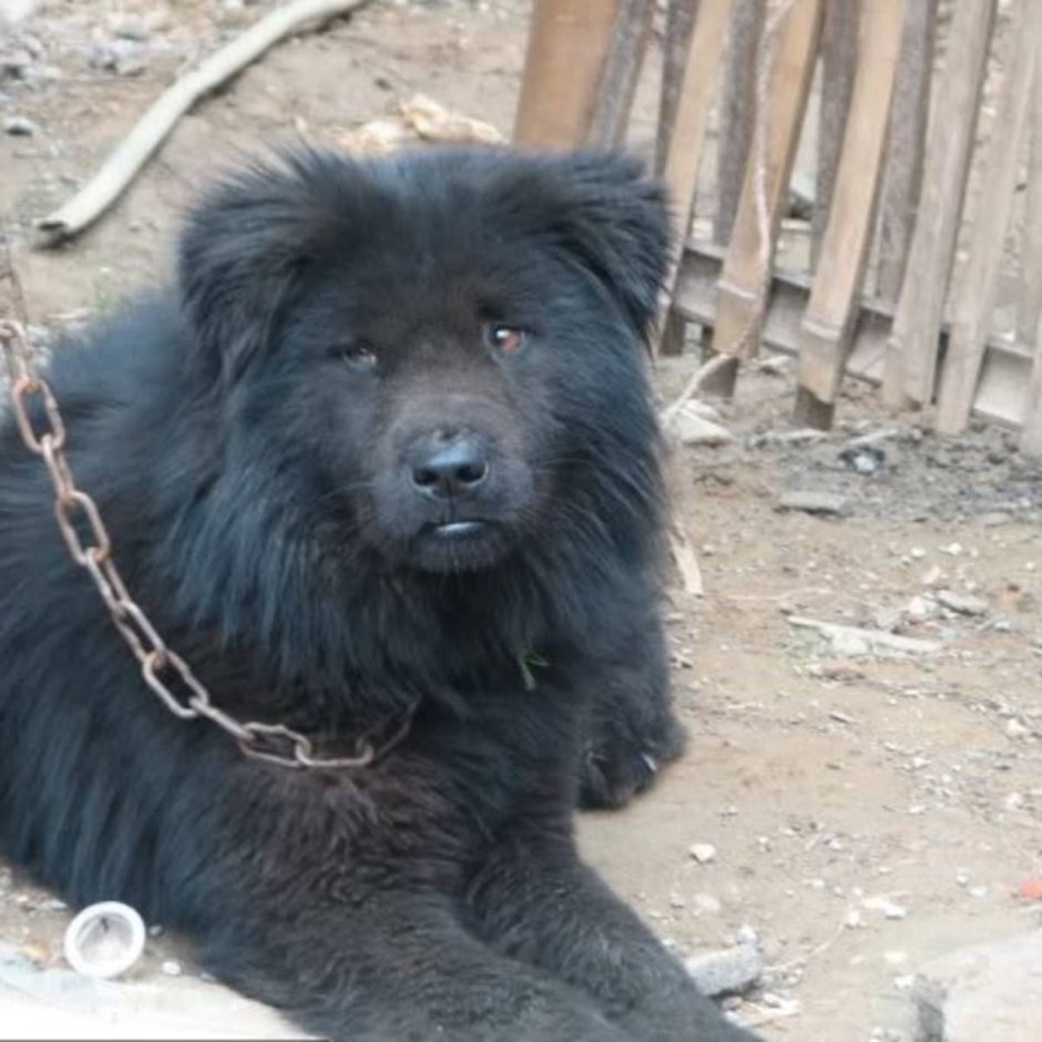 Вьетнамская порода собак