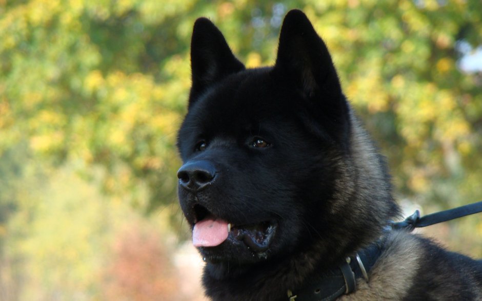 Бернский зенненхунд белый